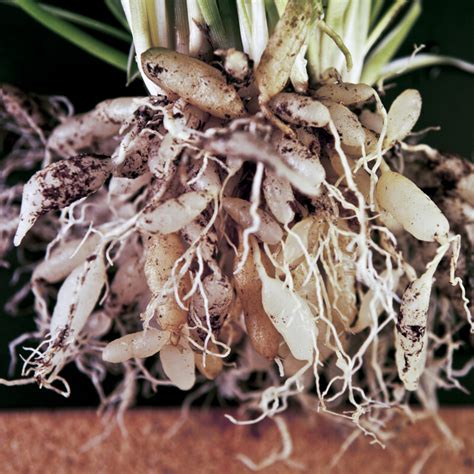 Spider plant roots. Things To Know About Spider plant roots. 